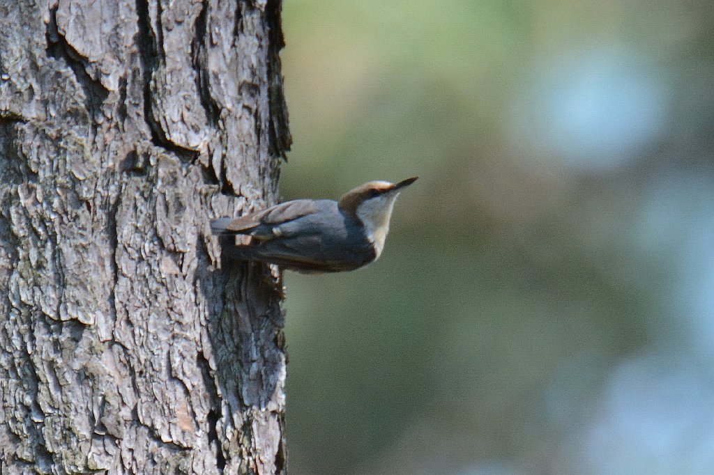 Nuthatch, Brown-headed, 2014-05051119 Whispering Pines, NC.JPG - Brown-headed Nuthatch. Carol and John's house, Whispering Pines, NC, 5-5-2014